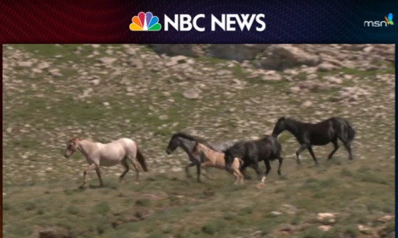 first frame of the wild horses video